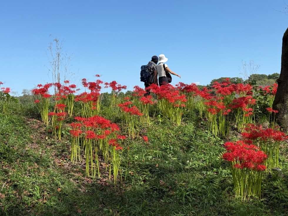 丘に咲く彼岸花