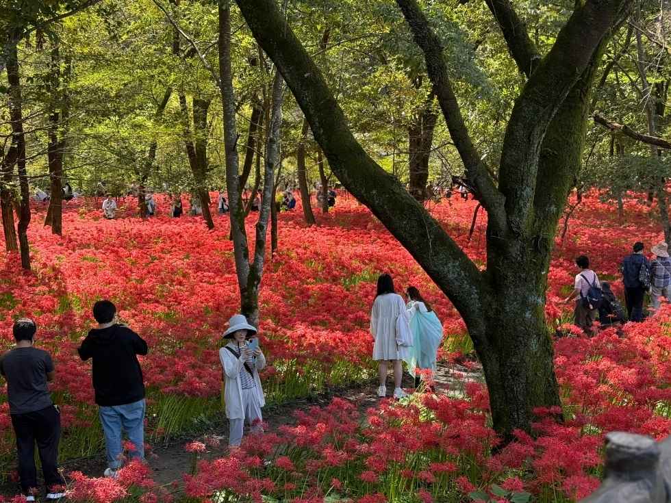 巾着田公園の一面に咲く彼岸花