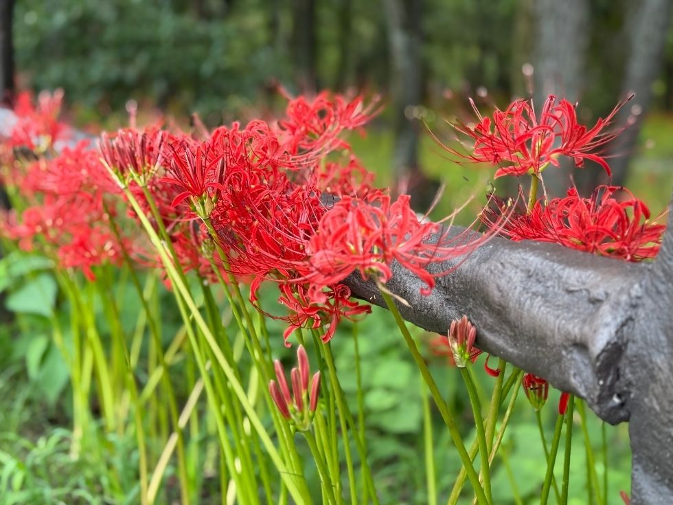 巾着田公園彼岸花