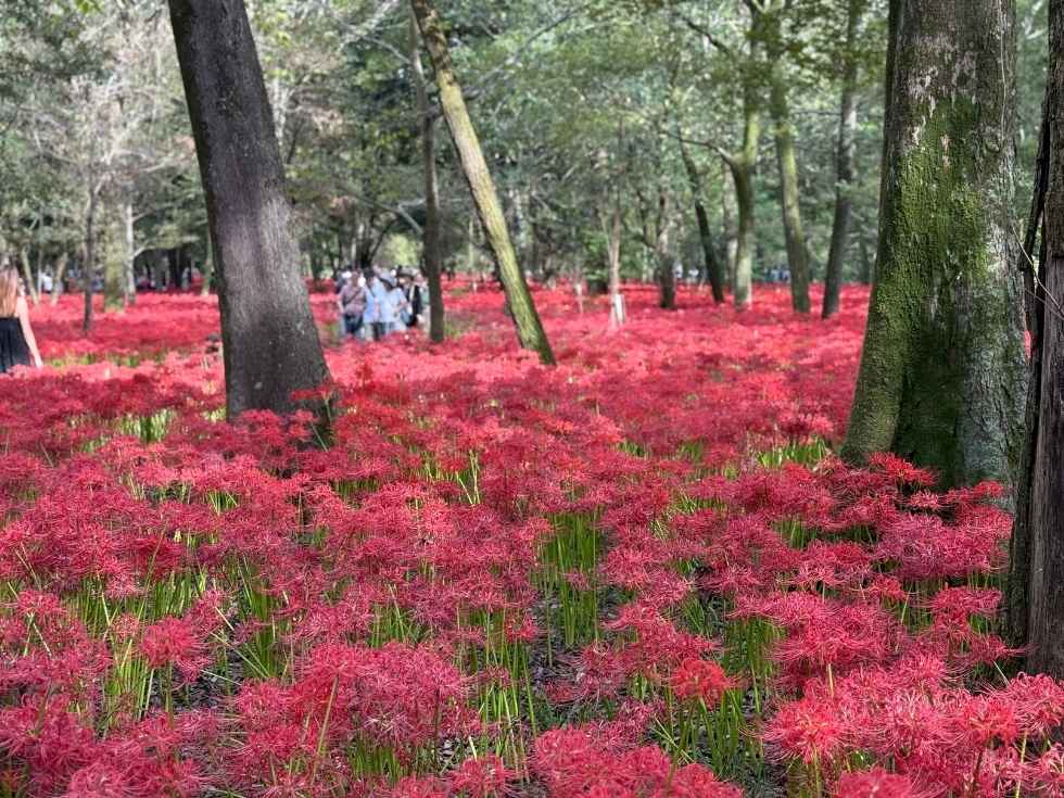 森の中に咲く彼岸花