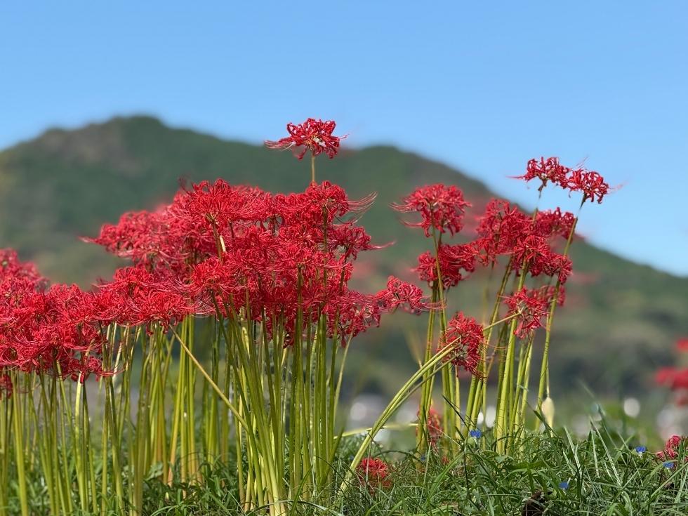 巾着田公園の曼珠沙華